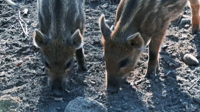 Zoo-Safari Vladivostok смотреть онлайн