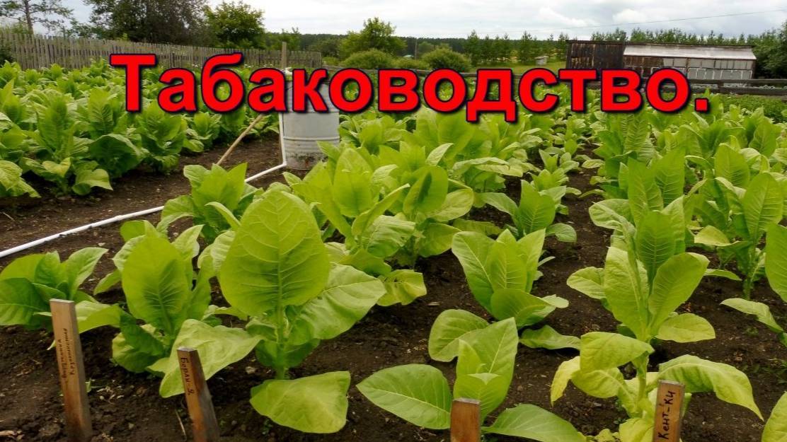 Табаководство - Табак подрос, прополка плоскорезом.