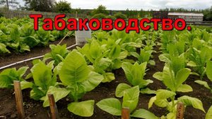 Табаководство - Табак подрос, прополка плоскорезом.