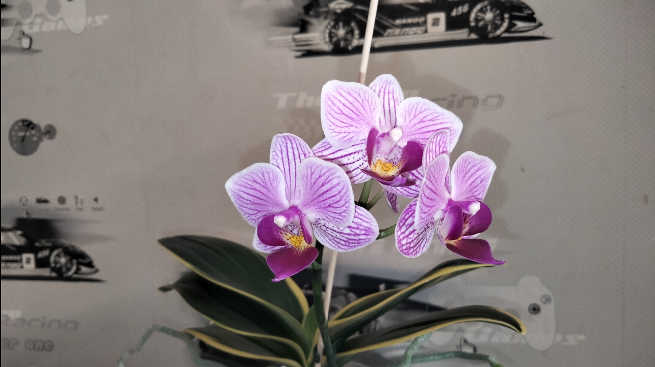 Орхидея Sogo Vivien Sogo F858 первое цветение ?