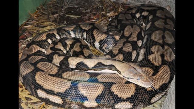 Animal Fight Club Season 3 Episode 6: Reticulated Python Vs Green Anaconda смотреть онлайн