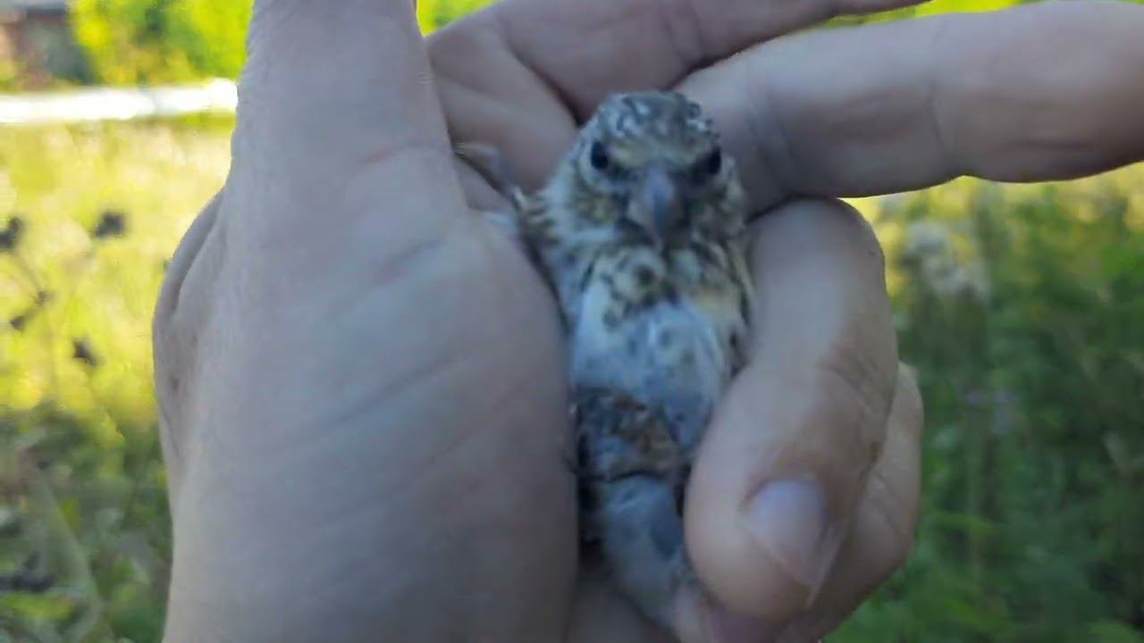 Ловля щеглов 17 августа 2022 год. смотреть онлайн