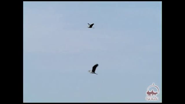 Озеро Айдаркуль. Рыбалка. Птицы Узбекистана. смотреть онлайн