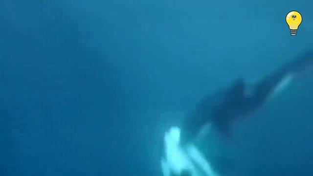 Что Произошло Когда Голодная Касатка Встретила Акулу. Редкие кадры Нападения Касатки на Белых акул. смотреть онлайн