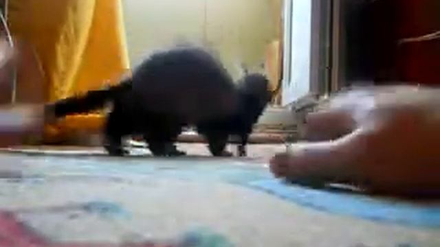 Домашний хорек, не поддается дрессировке (ferrets playing) смотреть онлайн