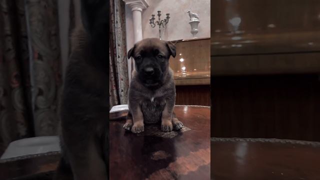 Belgian Shepherd Malinois