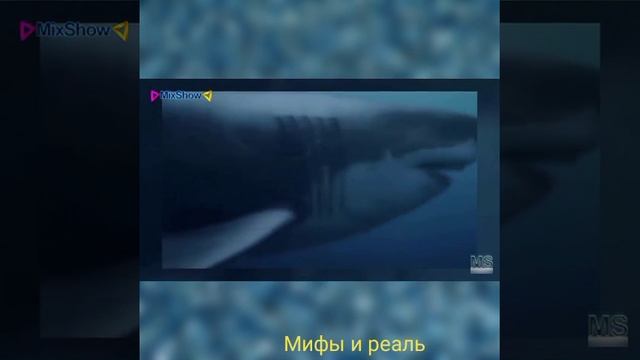 Самая большая акула в мире Мегалодон. смотреть онлайн