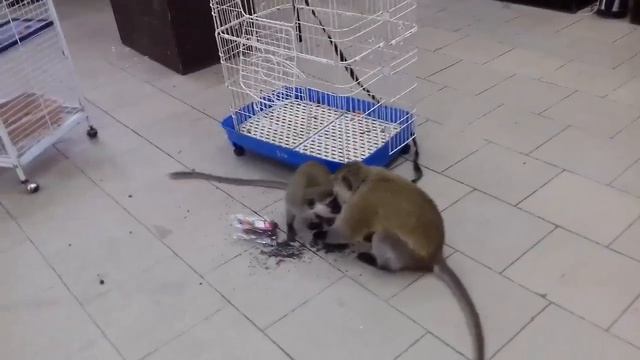 Обезьянки смешные забавные животные смотреть онлайн