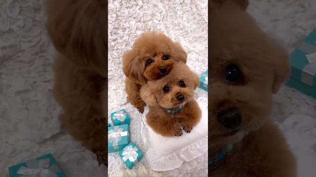 Какие они милые ❤️❤️но я лично, люблю обычных собак а не малышек. А вы? смотреть онлайн