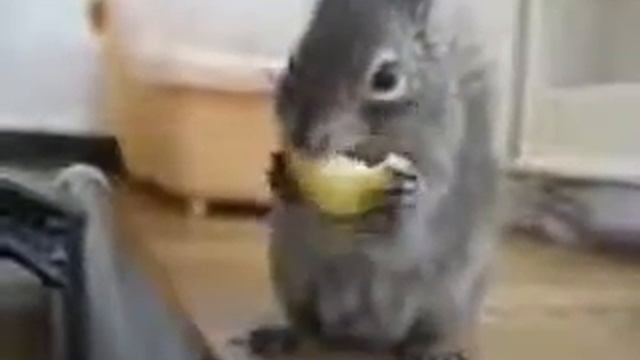 Как белочка кушает лимон. смотреть онлайн