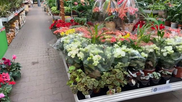 Зашла в магазин ОБИ. Нужна коробка. Насладилась орхидеями! смотреть онлайн