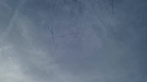 Футаж - журавли улетают на юг. Журавли на Рейне. 4К видео.