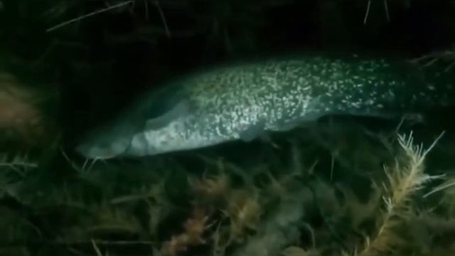 Интересные факты о соме ! смотреть онлайн