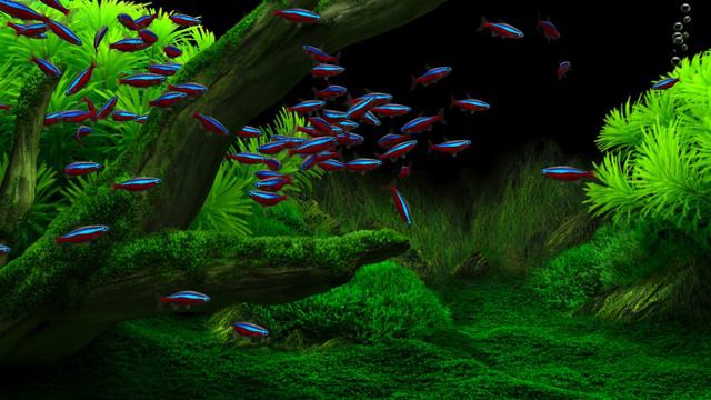 Dream Aquarium 100 Cardinal Tetras смотреть онлайн