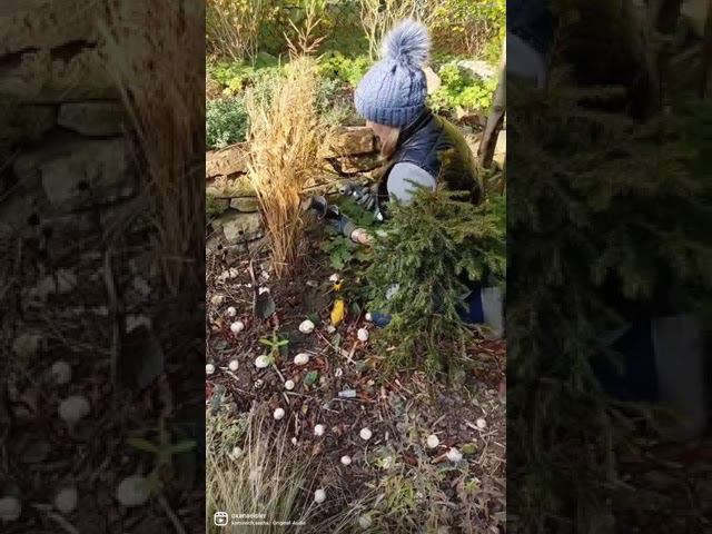Мой садовый мир