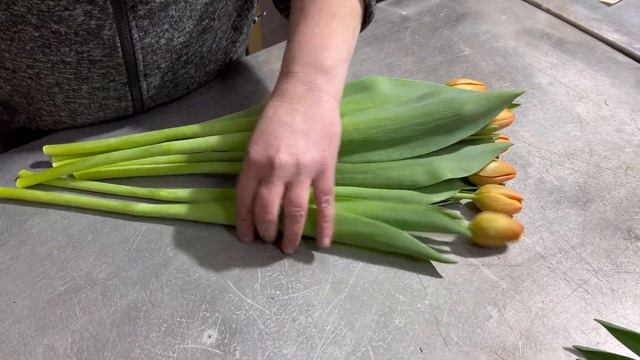 Тюльпаны . Продажа . Срезка полным .Как упаковать и хранить . смотреть онлайн