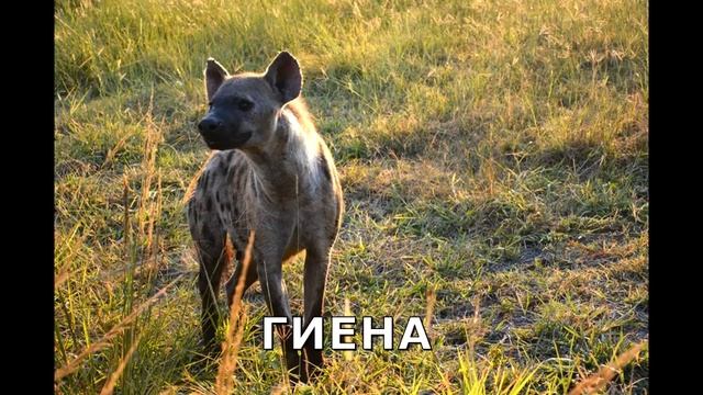РАЗВИВАЮЩИЕ КАРТИНКИ "ЖИВОТНЫЕ ТЕПЛЫХ СТРАН". УЧИМ ДИКИХ ЖИВОТНЫХ... смотреть онлайн