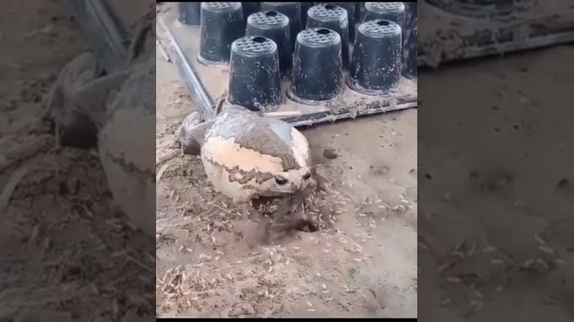 Эта жаба явно переела смотреть онлайн