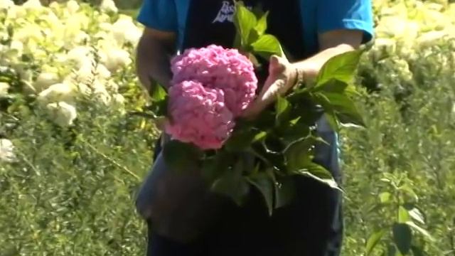 Les hortensias (hydrangées) смотреть онлайн