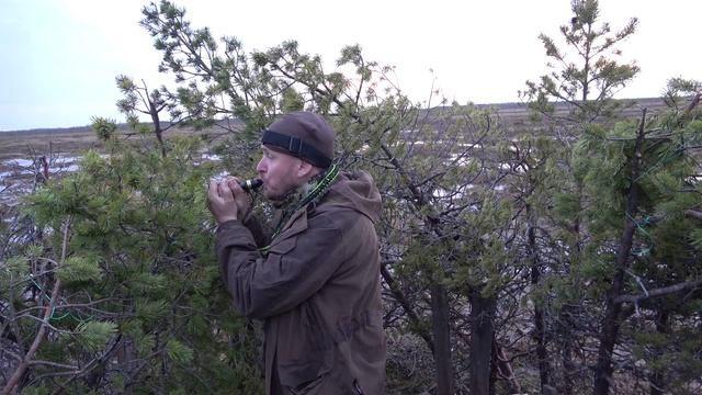 Охота на гуся вечером на болотах #25.2 / Вся охота 12 минут смотреть онлайн