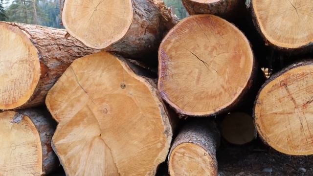 Вот это поворот! 17 минут назад Решение Запада немедленно переводит Европу с газа на дрова смотреть онлайн