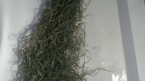 ТИЛЛАНДСИЯ  УСНЕЕВИДНАЯ  после полива _