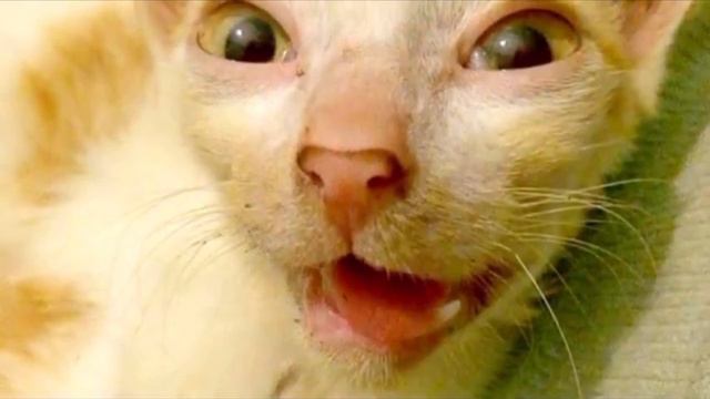 Ветеринар хотел усыпить его, но любовь и забота в который раз сотворили чудо смотреть онлайн