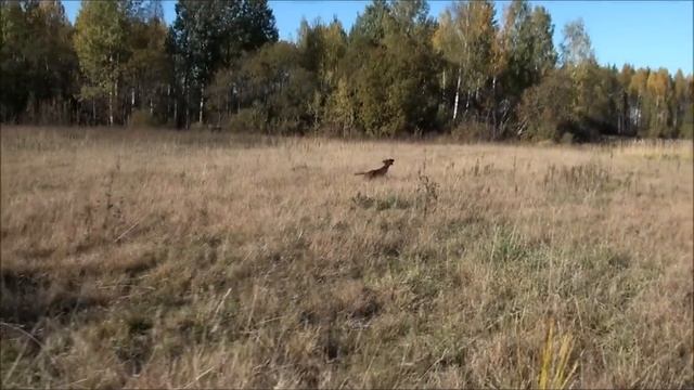 Цейя Фазан (осень 2010).wmv