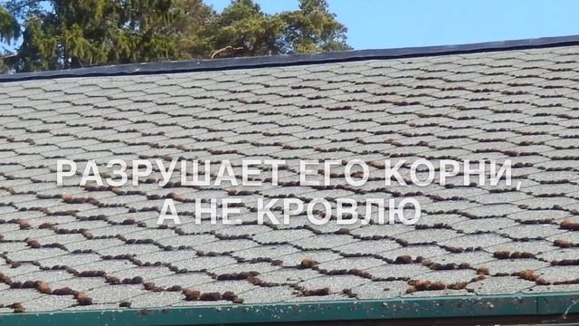 Обработка кровли крыши от мха смотреть онлайн
