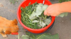 МОРКОВЬ СЛАЩЕ МЁДА ПОСЛЕ ЭТИХ 3 ПОДКОРМОК! КАК ВЫРАСТИТЬ КРУПНУЮ И СЛАДКУЮ МОРКОВЬ.