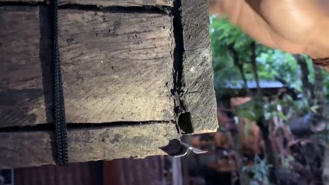 Самый вкусный мёд на Бали делают микро-пчёлы: Апис-Тригона. Рассказ местного пчеловода смотреть онлайн