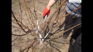 ОБРЕЗКА трёхлетнего ПЕРСИКА.