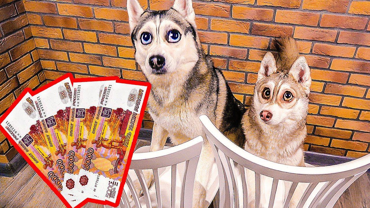 КТО ПОСЛЕДНИЙ СЛЕЗЕТ СО СТУЛА ПОЛУЧИТ 20.000 РУБЛЕЙ (Хаски Бандит) DOGVLOG