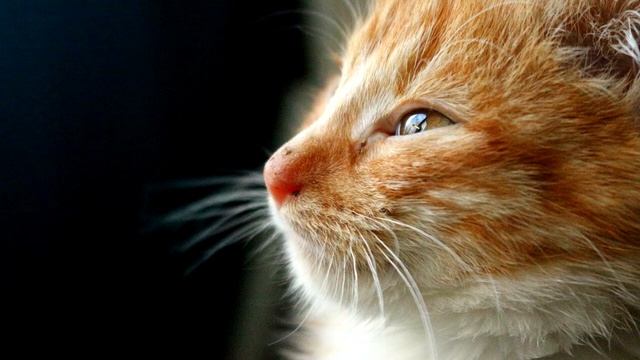 Веселая Машуля / РАССКАЗЫ ПРО КОТЕНКА ПУШКА: КОТЕНОК ПУШОК ИЛИ ИСКАТЕЛЬ ПРИКЛЮЧЕНИЙ ГЛАВА 2 смотреть онлайн