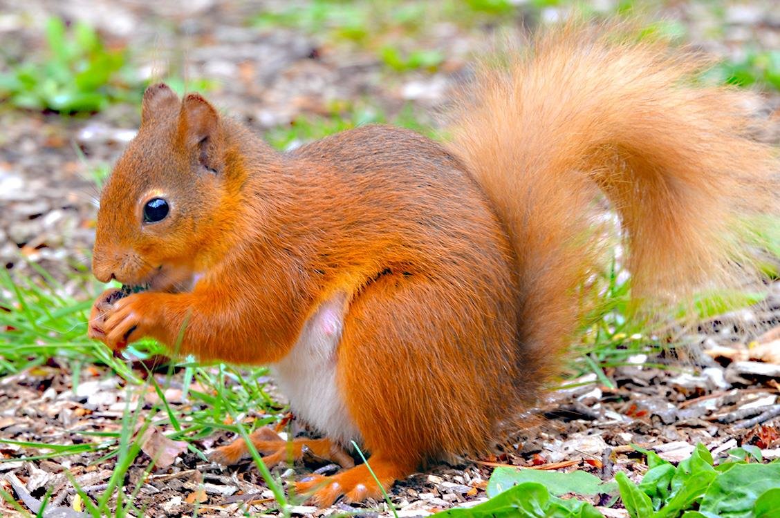 Звуки Белки В Лесу / Звук белки, крик белки, голос белки смотреть онлайн