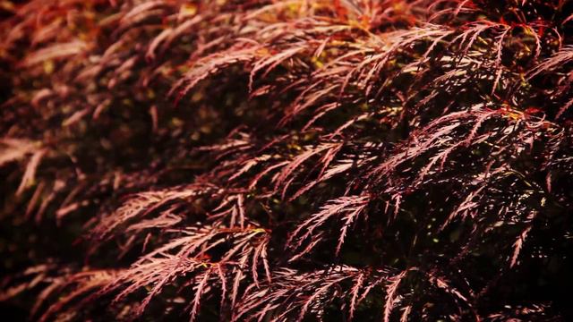 Botanikuri Bagi HD смотреть онлайн