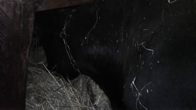 Новости о Ласточке!