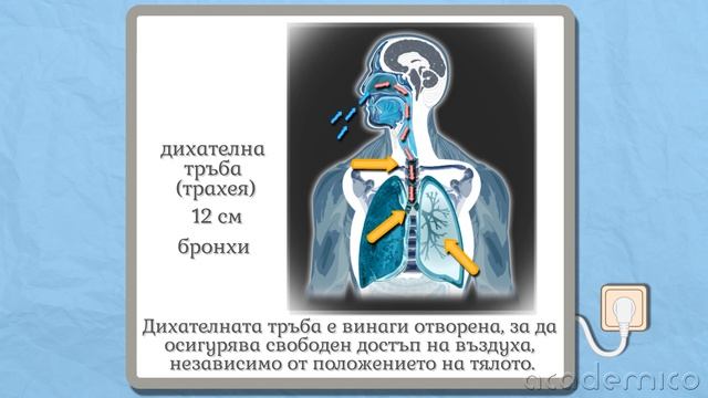 Устройство и функции на дихателната система - Човекът и природата 5 клас | academico смотреть онлайн