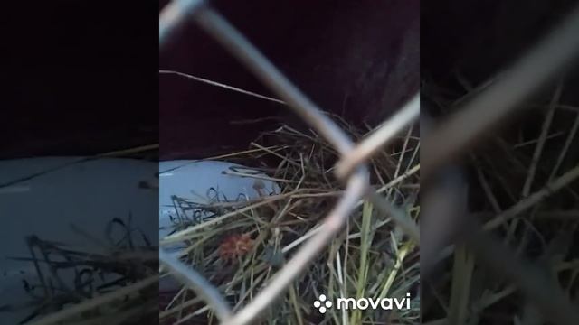 Наша птица.цветут подснежники. смотреть онлайн