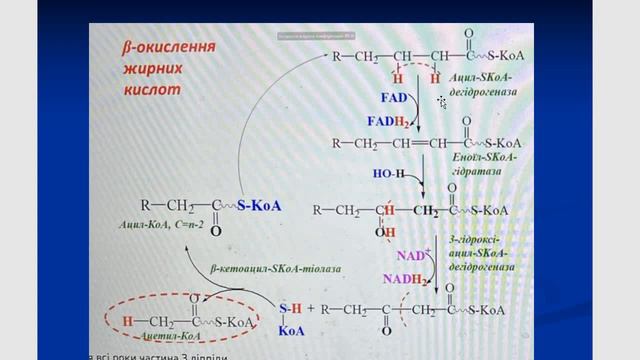 Обмін ліпідів окиснення гліцеролу, β-окиснення, синтез кетонових тіл смотреть онлайн