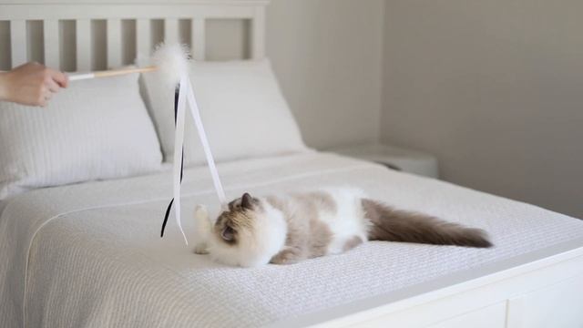 Nora the Blue Bicolor Ragdoll Playing | Caroline, Penelope & Nora the Ragdoll Cats смотреть онлайн