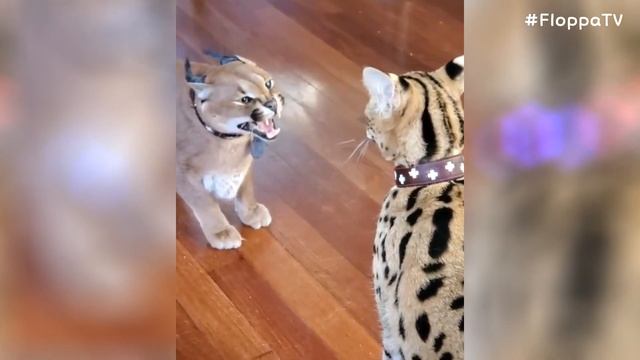 Best Friends : Floppa Adolf Vs Sogga Myxa : Caracal & Serval