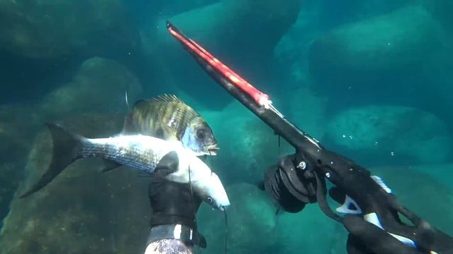 ПОДВОДНАЯ ОХОТА СРЕДИЗЕМНОЕ МОРЕ ДЕНЬ 2 смотреть онлайн