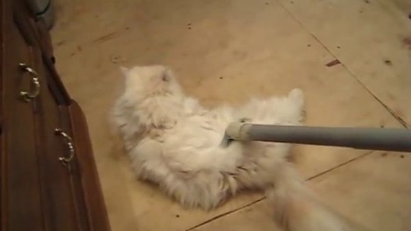 персидский кот милый малыш  persian cat cute kid ( cat vacuum )