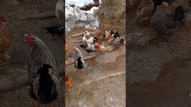 Весна в деревне #природа #куры #животные смотреть онлайн