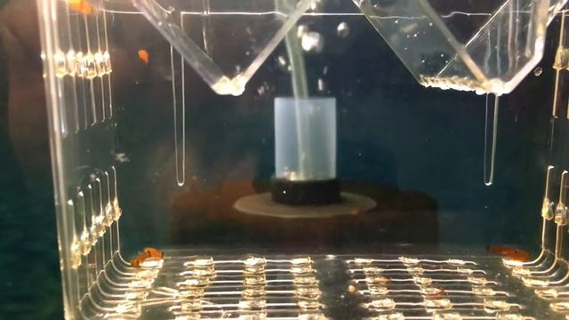 Новорождённые Меченосцы￼ смотреть онлайн