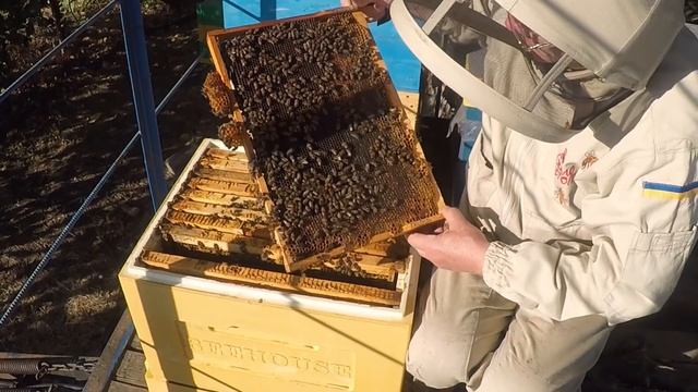 Почему воск трескается Результат кормления пчел Поздний расплод осенью смотреть онлайн