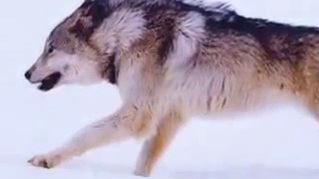 Охота на волка смотреть онлайн