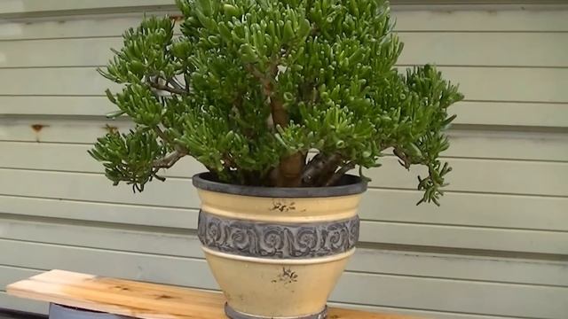 Crassula Ovata (Gollum)