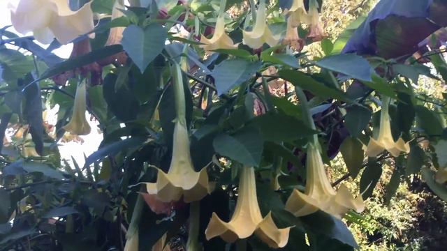 MASSIVE BRUGMANSIA: DIGGING UP THE TROPICAL GARDEN FOR FALL / SO SAD смотреть онлайн